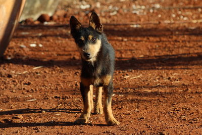 Portrait of dog standing on field