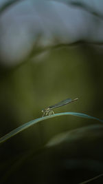 Close-up of insect on plant