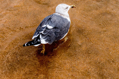 Pigeon perching on shore