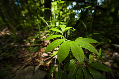 Close-up of plant growing on field