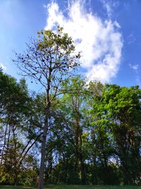 Low angle view of trees against sky