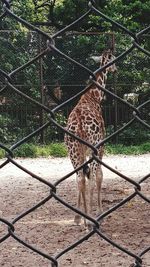 Chainlink fence