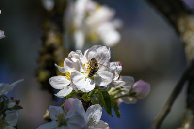 Close-up of bee pollinating flower