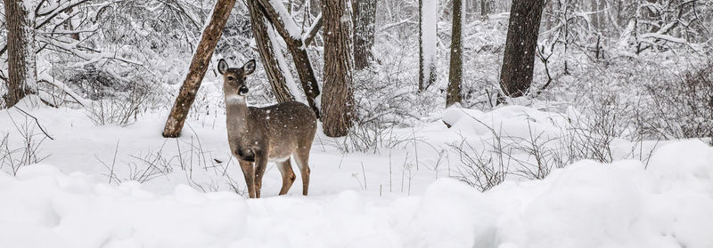 Wild white tail deer in winter woods