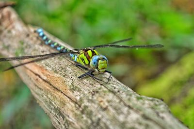 Close-up of insect on wood