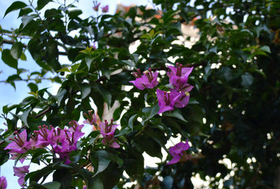 Close-up of pink flowers blooming outdoors