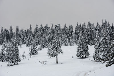 Pine trees in forest against clear sky during winter