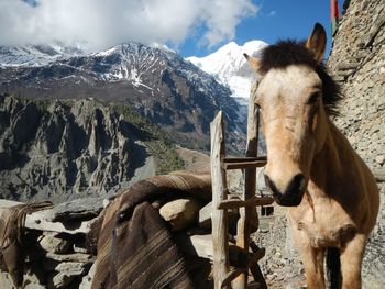 Horse standing on mountain against sky