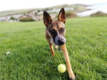 Portrait of black dog with ball on grass