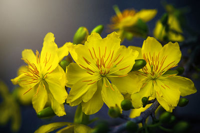 Close-up of yellow flowering plant in park