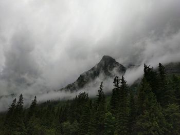 Scenic view of pine trees against sky