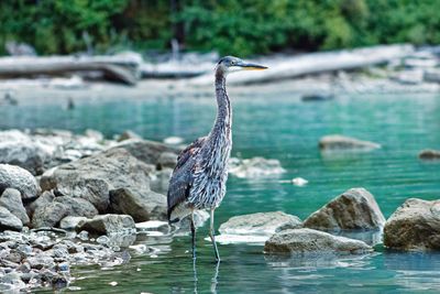 High angle view of gray heron perching on rock