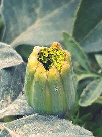 Close-up of lemon on plant