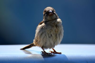 Close-up of bird perching