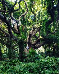 Trees in forest