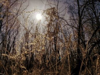 Trees growing in farm against sky during sunset