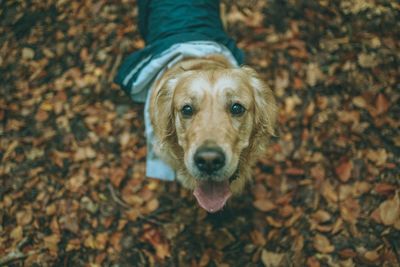 High angle view portrait of dog on land