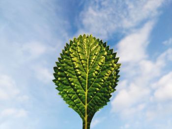 Low angle view of plant against sky