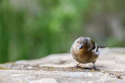 Close-up of bird perching on retaining wall