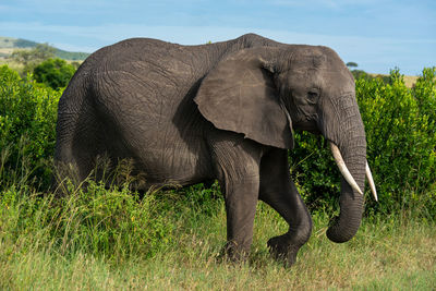 African elephant lifts foot walking past bushes