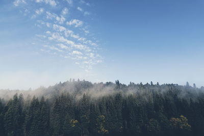 Trees against sky