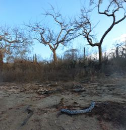 Bare trees on field against sky