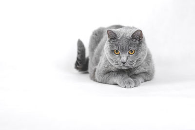 Portrait of cat against white background