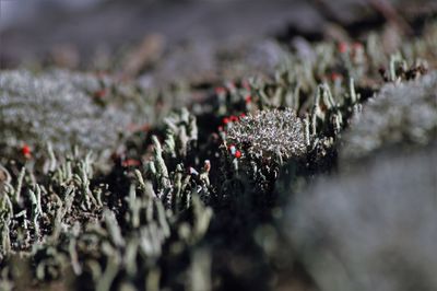 Close up of frozen plant