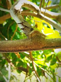 Close-up of lizard on tree