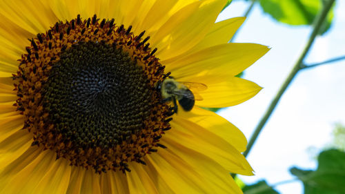 Extreme close-up of bee pollinating on sunflower