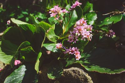 Close-up of pink flowers blooming outdoors