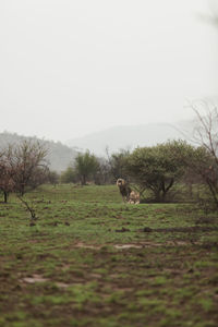 View of a horse on field