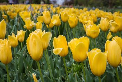 Close-up of yellow flowers blooming on field