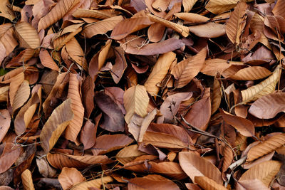 Full frame shot of dried autumn leaves on land