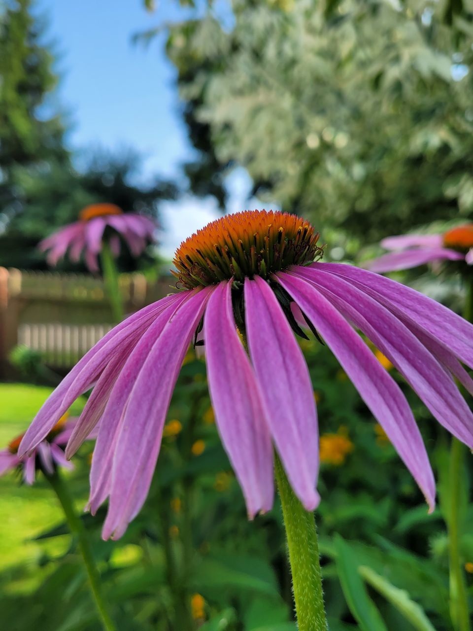 CLOSE-UP OF PURPLE FLOWERING PLANT