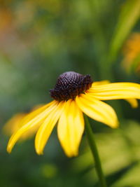 Close-up of honey bee on yellow flower