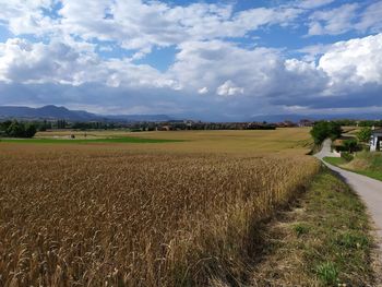 Scenic view of agricultural field against sky