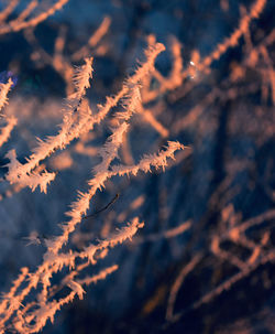 Close-up of tree branch during winter