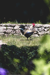 View of bird perching on field