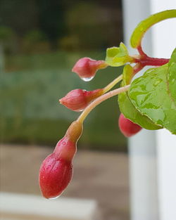 Close-up of red leaves