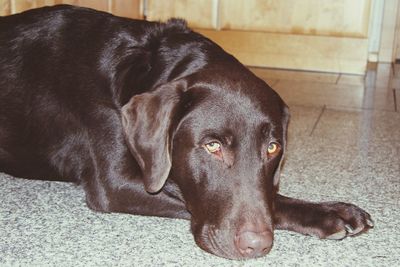 domestic animals