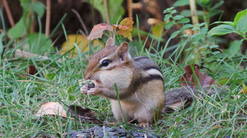 Close-up of squirrel on field