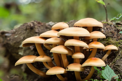 Close-up of mushrooms growing in forest