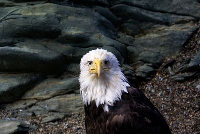 Close-up of eagle on rock