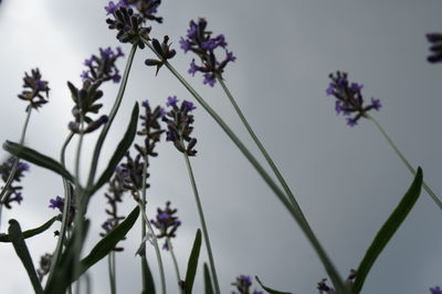 Close-up of purple flowering plants against sky