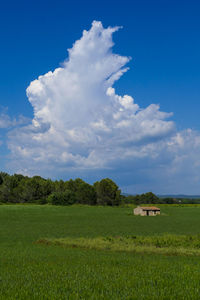 Scenic view of agricultural field against sky