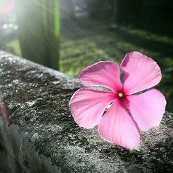 Close-up of pink flower