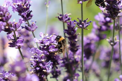 Close-up of bee pollinating on purple flower