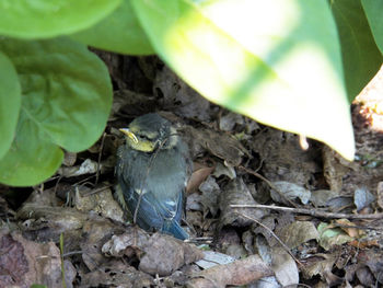 High angle view of bird in nest