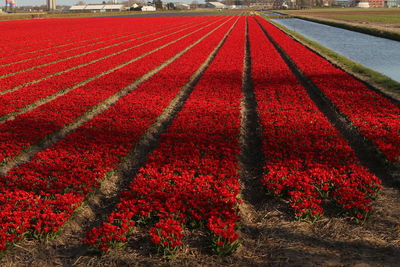 Red flowering plants on field